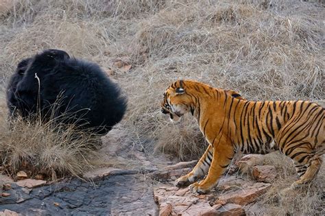 Tiger Vs Sloth Bear fight natural history moment captured in the Tadoba ...