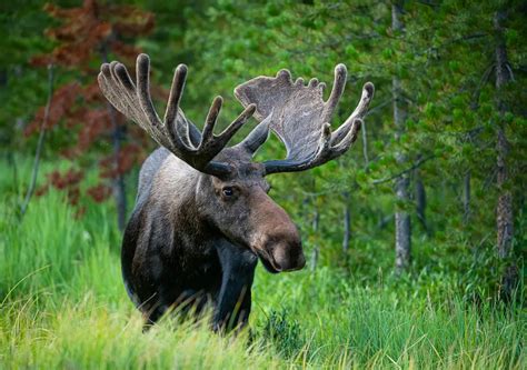 Estes Park Wildlife Tours of Rocky Mountain National Park