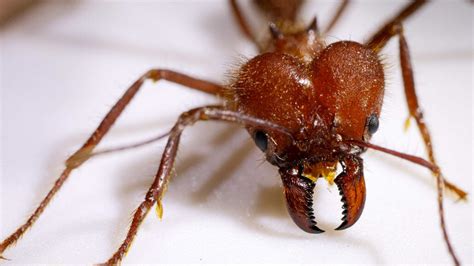 How metal-infused jaws give some ants an exceptionally sharp bite ...