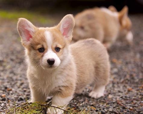 Corgi Puppies Tampa