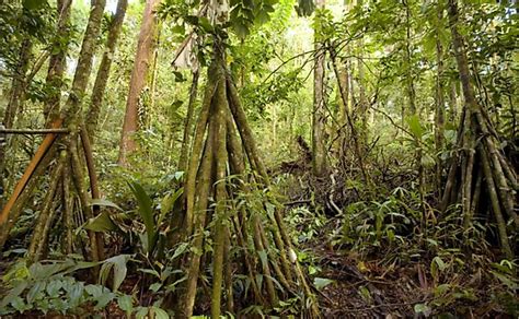 How Are Plants Adapted To The Tropical Rainforest? - WorldAtlas