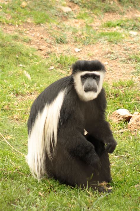 Black and White Colobus Monkey