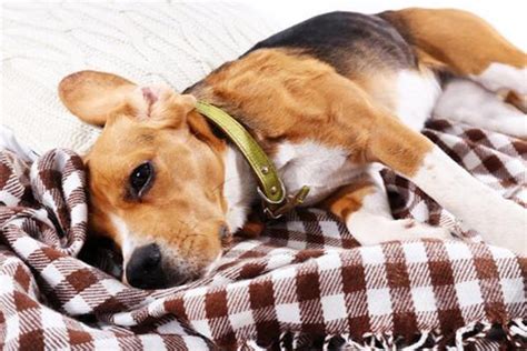 Canine Distemper in Dogs - Symptoms, Causes, Diagnosis, Treatment ...