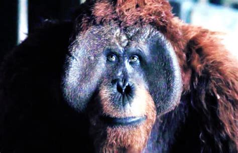 Funky MBTI in Fiction - The Planet of the Apes Trilogy: Maurice [INTP ...