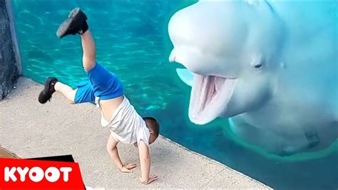 Beluga Whale is AMAZED by Tricks! | Funny Aquarium Videos - YouTube