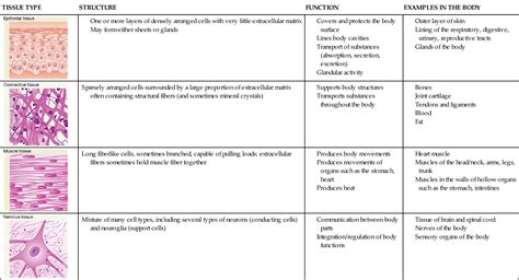 Tissues | Basicmedical Key