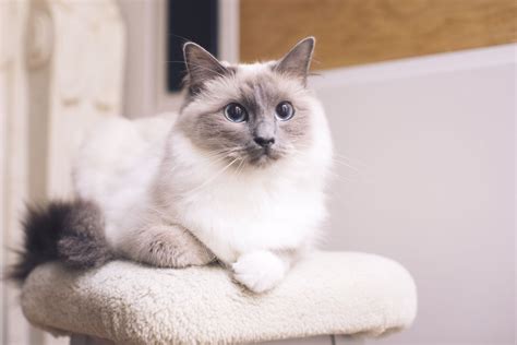 Choosing the Purrfect Ragdoll: Deciding on the Best Breed - catmags.com