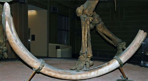 Alaska State Fossil - Woolly Mammoth - FossilEra.com