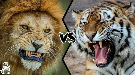 Lion Vs Tiger Wallpapers - Wallpaper Cave