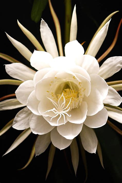 Queen of the Night Plant - How to Care for Epiphyllum Oxypetalum in ...