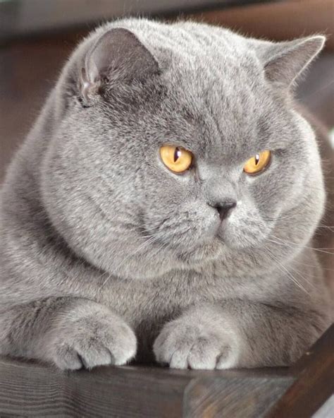 Grey British Shorthair Kitten - British Shorthair