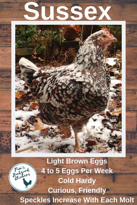 Pam's Backyard Chickens: Sussex Chicken Breed Spotlight