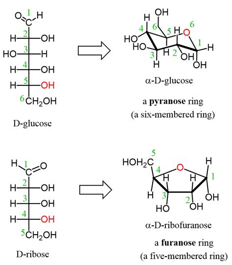 Carbohydrates Structure