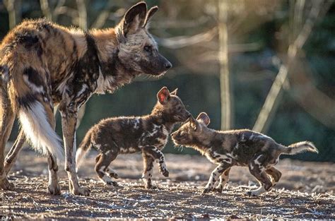 African painted dog pups are first to be born at Chester | Daily Mail ...