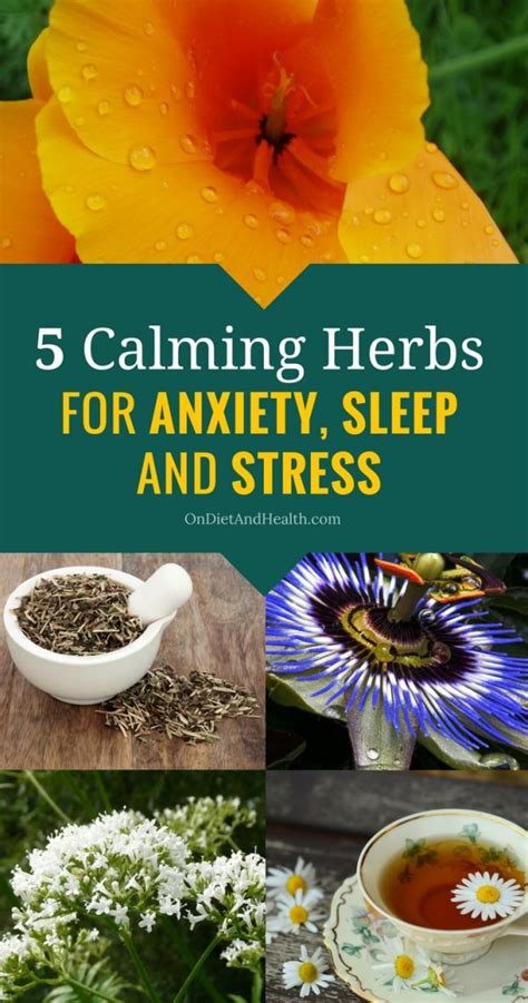 5 Calming Herbs for Anxiety, Sleep and Stress