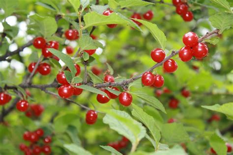 Red Berries - Edible or Not Edible? - GettyStewart.com