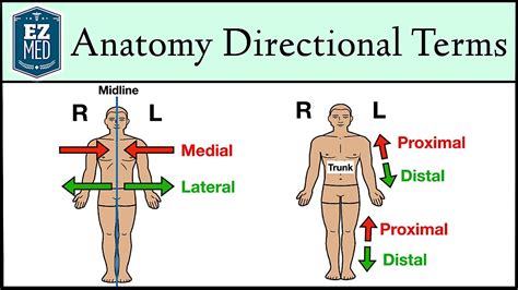 Proximal And Distal Anatomy