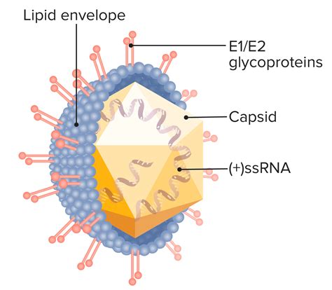 Virus de la Hepatitis C | Concise Medical Knowledge