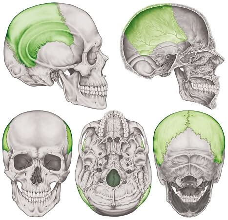 Parietal Bone Anatomy