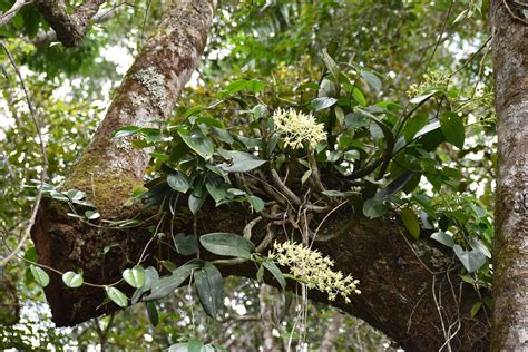 Tropical Rainforest Orchids | Skyrail