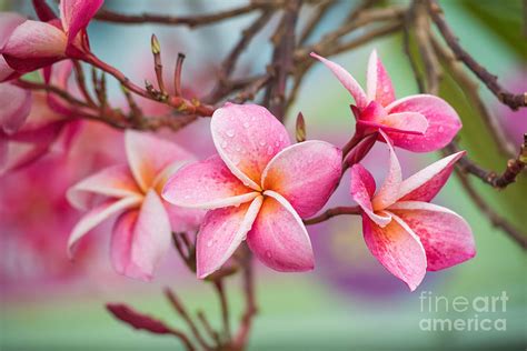 Pink Color Frangipani Flower Beauty Photograph by Focusstocker - Fine ...