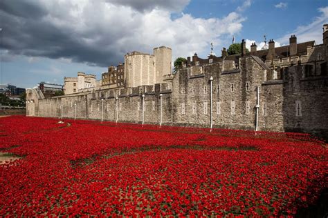 Stunning pictures of Tower of London poppies - Surrey Live