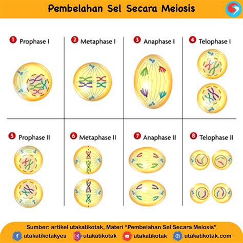 Perbedaan Pembelahan Sel Mitosis Dan Meiosis Pengertian Perbedaan - Riset