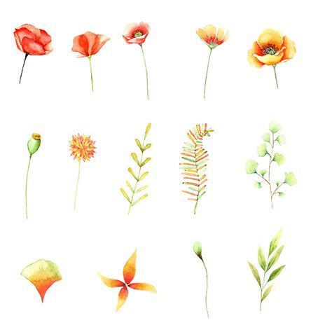 Watercolor Poppies Poppies Clipart Poppy Illustration - Etsy