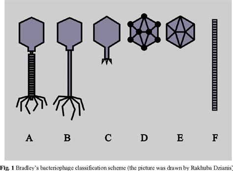 Bacteriophage taxonomy and classification | Semantic Scholar