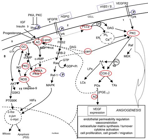 Protein Kinase A and Protein Kinase C Connections: What Could ...