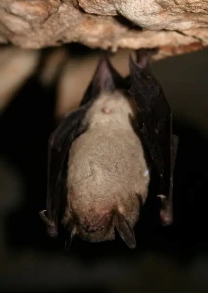 Gray bat - Facts, Diet, Habitat & Pictures on Animalia.bio