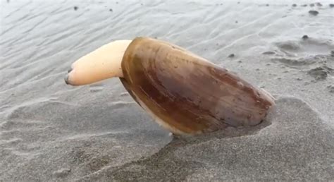 Pacific Razor Clam Anatomy