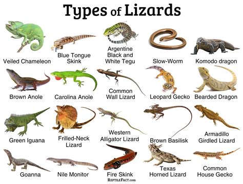 Lizards: Facts, and List of Types with Pictures - Reptile Fact