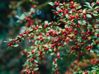 10 Trees And Shrubs With Red Berries - Red Berries For Winter Interest