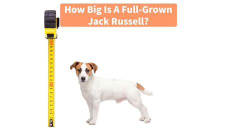 How Big Is A Full-Grown Jack Russell: Height, Weight & More