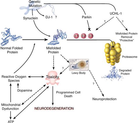 Proteasome Pathway | Semantic Scholar