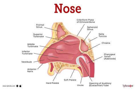 Nose (Human Anatomy): Picture, Functions, Diseases, and Treatments