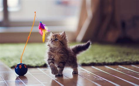 Lovely Kitten Playing - Wallpaper, High Definition, High Quality ...