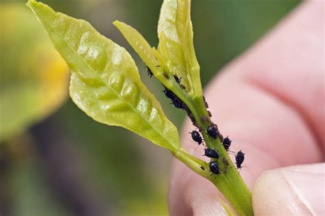 Black Aphids - What Are They and How to Kill Them - With Pictures