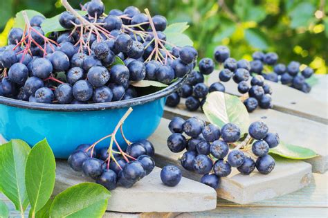 Aronia Berries: Top Health Benefits For A Healthy Lifestyle | Gundry MD