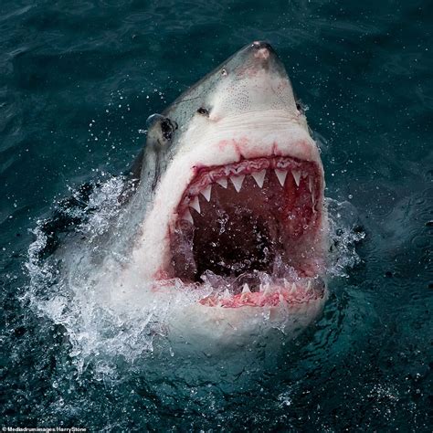 The Jaws of death: Close-ups of a great white shark show why it isn't ...