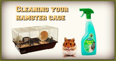 How To Clean A Hamster Cage - DwarfHamsterHome.com