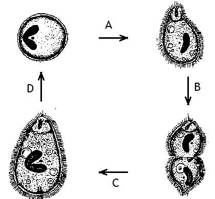 Introduction to Medical Parasitology: Balantidium coli