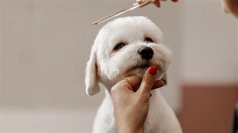 Dog Grooming Tips: A Comprehensive Guide for 2024 — Positive Changes ...