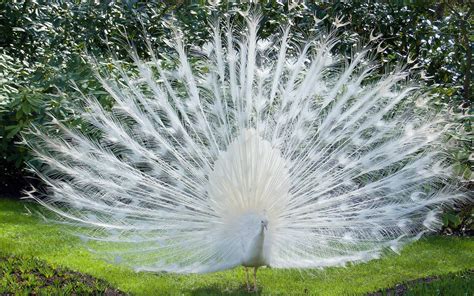 White Peacock Wallpapers - Wallpaper Cave