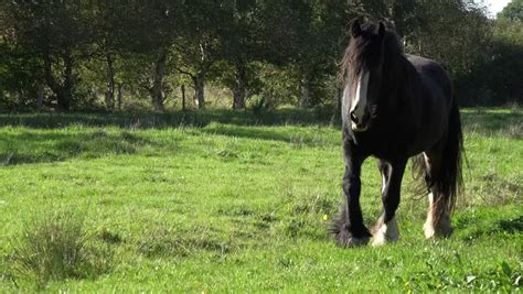 Shire Horse Running On Pasture Stock Footage Video 12467483 - Shutterstock