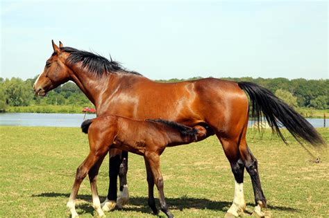 How to Feed the Lactating Mare [8-Point Nutrition Guide] | Mad Barn