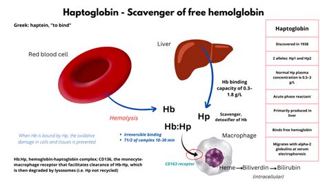 Haptoglobin • The Blood Project