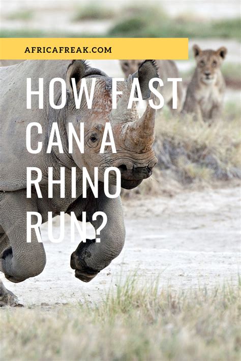 How Fast Can a Rhino Run? It's the Fastest Mammal Weighing Over a Ton ...