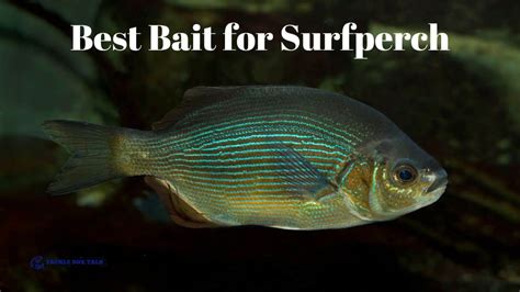 Best Bait for Surfperch: Effective Tips & Techniques